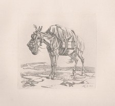 Maultier mule Esel donkey
