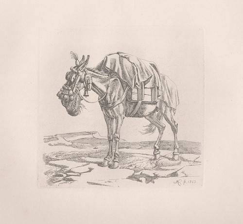 Maultier mule esel donkey - mule,