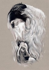 Windhund * Levrier  * Barsoi
