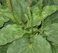 Schildkröten Futter BREITWEGERICH  2000 Samen Nagetiere Terrarium Heilkraut