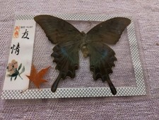 Echter Schmetterling