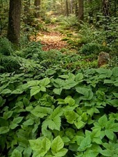 Giersch, Geißfuß 20 gesunde