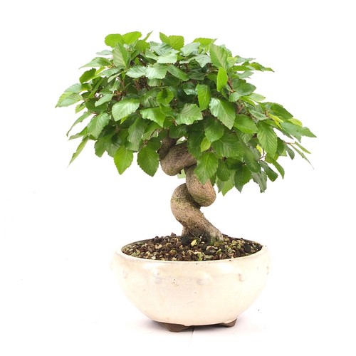 Bonsai koreanische hainbuche - bonsai,