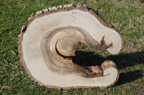 Baumscheibe holzscheibe - baumscheibe,
