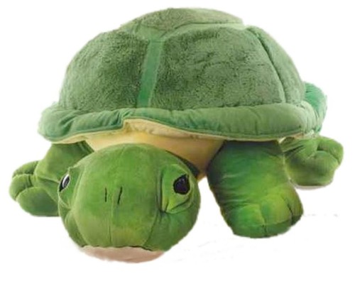 Schildkröte chilly - schildkröte,