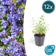 12x Nepeta ‘Six Hills