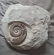 Ammonit Aegocrioceras sp. -