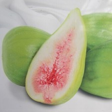 Ficus carica 'Dalmatie'  Frucht Feige  -18°C Pflanze 30-50cm Feigenbaum