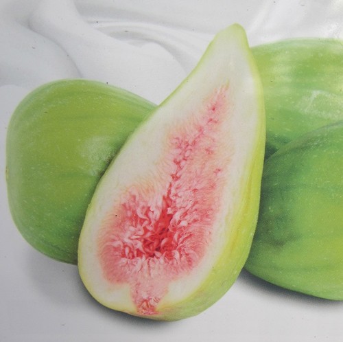 Ficus carica dalmatie - ficus, 'dalmatie'