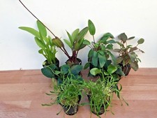 Pflanzen Starter-Set Aquarium-Pflanzen-Set  bis 300L Aquarienpflanzen Wasserpfla