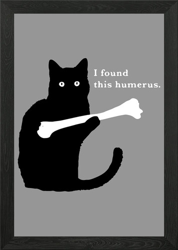 Found this humerus cat - found,