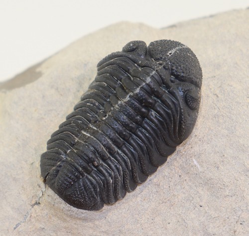 Trilobit barrandeops sp - trilobit,,