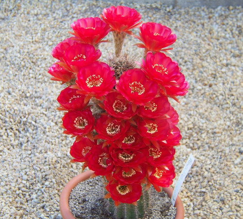 Echinopsis hybride - echinopsis,