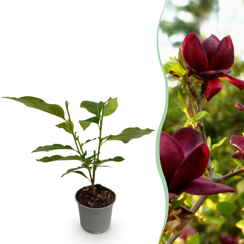 Magnolia genie magnolie - magnolia,