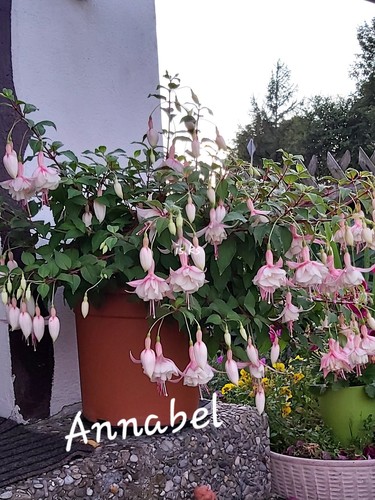 Fuchsien annabel winterhart - fuchsien,