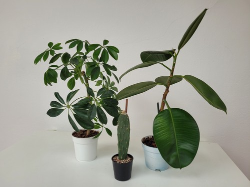 3er set schefflera - 3er-set:,