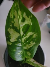    Dieffenbachia Cheetah Rare Zimmerpflanze Pflanze 