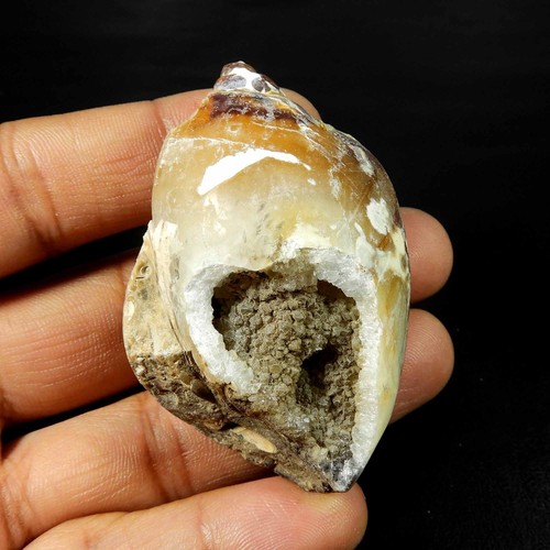 Natürliche schnecke fossil - schnecke,