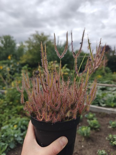 Drosera binata xxl sonnentau - binata,
