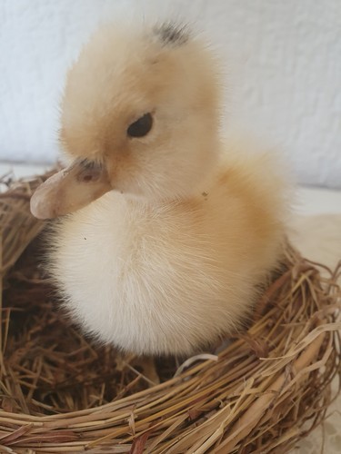 Taxidermie süßes enten - taxidermie,