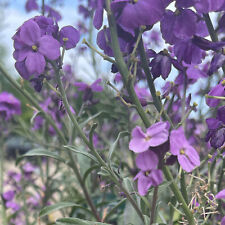 Goldlack Erysimum Bowles Mauve Pflanze Violett blühende Staude  im Topf