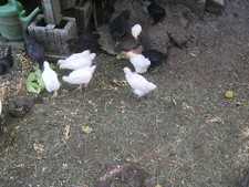 10 Brahma Eier swc laut Foto