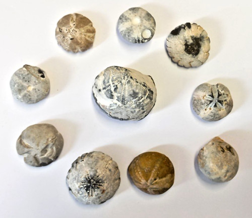 Seeigel fossilien - seeigel,