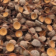 Eichelkappen Eichelhütchen mit Stiel - Deko Basteln Floristik - Naturprodukt 