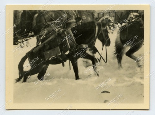 Foto gebirgsdivision - foto, 2.