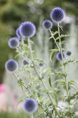 Echinops ritro kugeldistel - ritro,,
