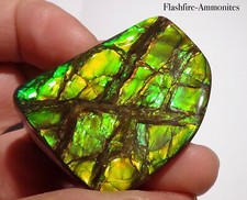 275Carat.!! I Sammler Ammolite /Drachenschuppe Grün-Golden-Orange   + VIDEO