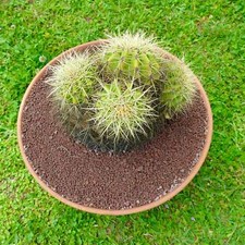 Echinocactus grusonii 4 HEADS