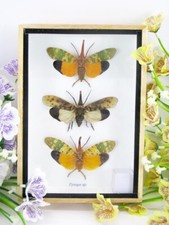 3x Pyrops sp. - im 3D