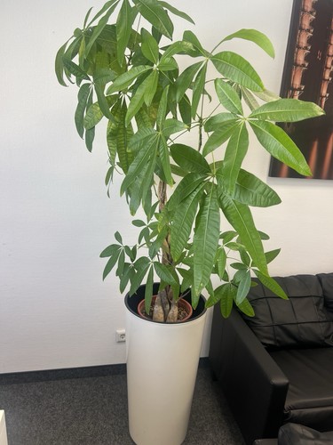Büropflanze pflanze blume - büropflanze,