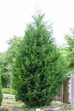 Cupressocyparis leylandii, Leyland-Zypresse, immergrün, 125–150 cm