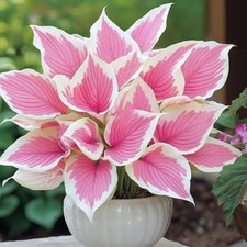 SAMEN HOSTA FUNKIE ROSA WEISS  6 STÜCK