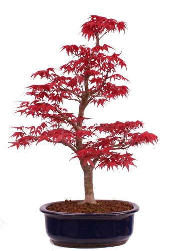 Bonsai acer palmatum deshojo - -,