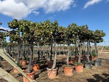 Sunny Tree – Vitis Vinifera