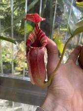 Nepenthes LVB X Veitchii (Candy) Nr.14