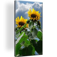 Sonnenblume Blume Pflanzen Bild Bilder Leinwand Wandbild Kunstdruck