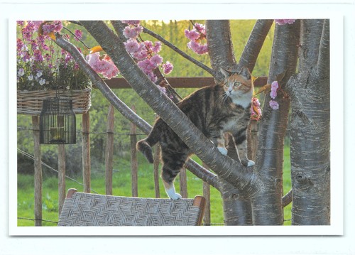Postkarte katze - katze,