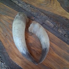   2 x  Kuhhörner Rinderhörner Stierhörner 