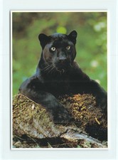 1 AK Schwarzer Panther Leopard