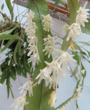 Epiphyllum Blattkaktus