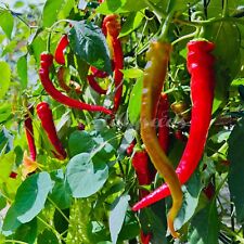 PEPPERONI LOMBARDO 20+ Samen Chilisamen milde Chilisorte  süß ertragreich