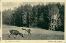 Ansichtskarte Der schöne Westerwald Frieden am Hochsitz Rehe Jagdsitz (Nr.9572)