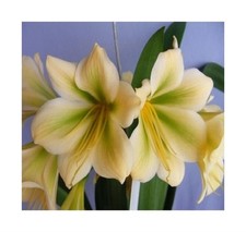 1x Clivia AF Hirao green two Garten Blumen Pflanzen - Samen / Bulbs B951