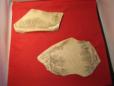 Fossilien Stein & Platte je