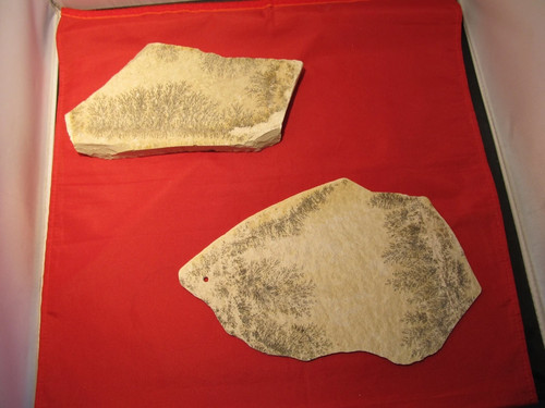 Fossilien stein platte je - stein,