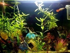 Wunderschönes FLUVAL Komplettaquarium 54 L.  abzuholen in Köln City